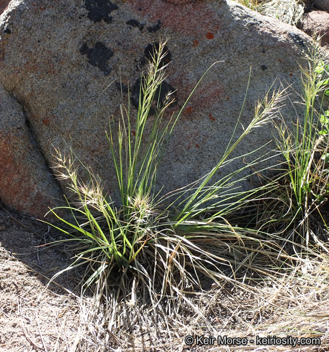 Stipa latiglumis
