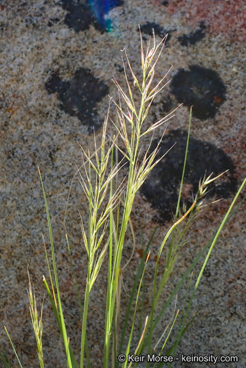 Stipa latiglumis