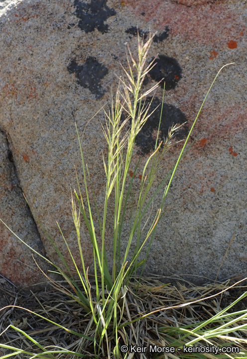 Stipa latiglumis