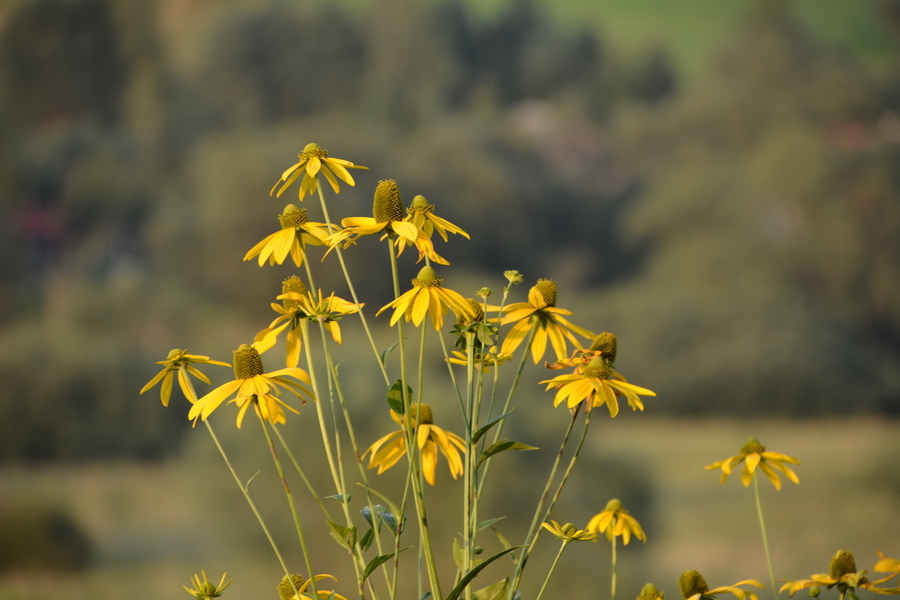 Rudbeckia laciniata