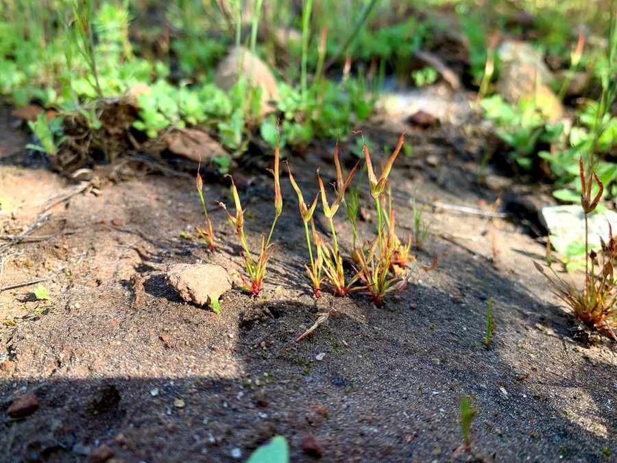 Juncus digitatus Juncus digitatus