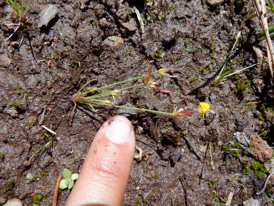 Juncus digitatus Juncus digitatus