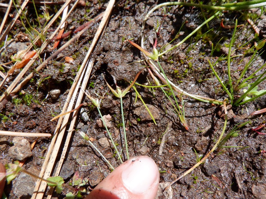 Juncus digitatus Juncus digitatus