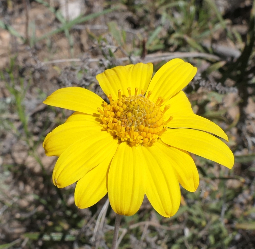 Heliomeris multiflora