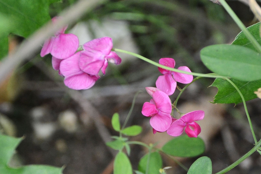 Lathyrus tuberosus Lathyrus tuberosus