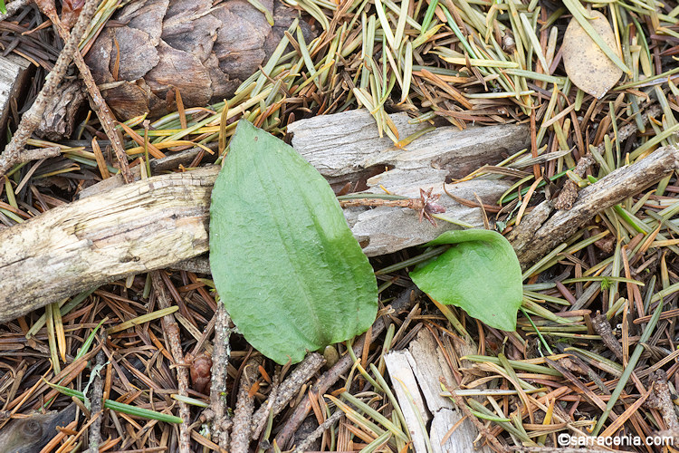 Calypso bulbosa var. occidentalis