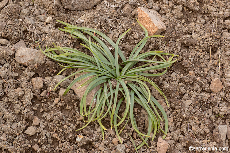 Allium obtusum var. obtusum