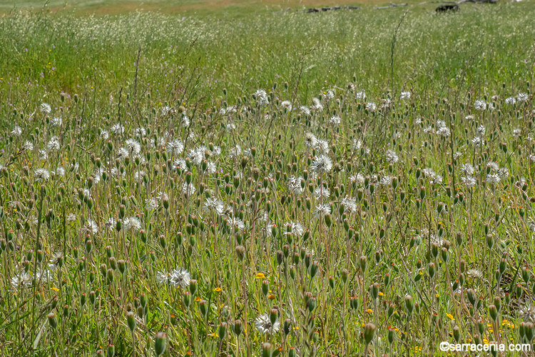 Achyrachaena mollis