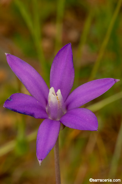 Brodiaea minor