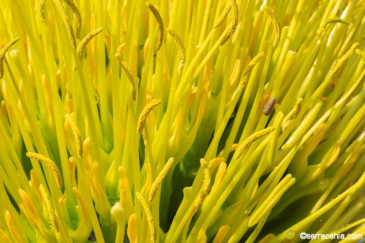 Agave parryi var. huachucensis