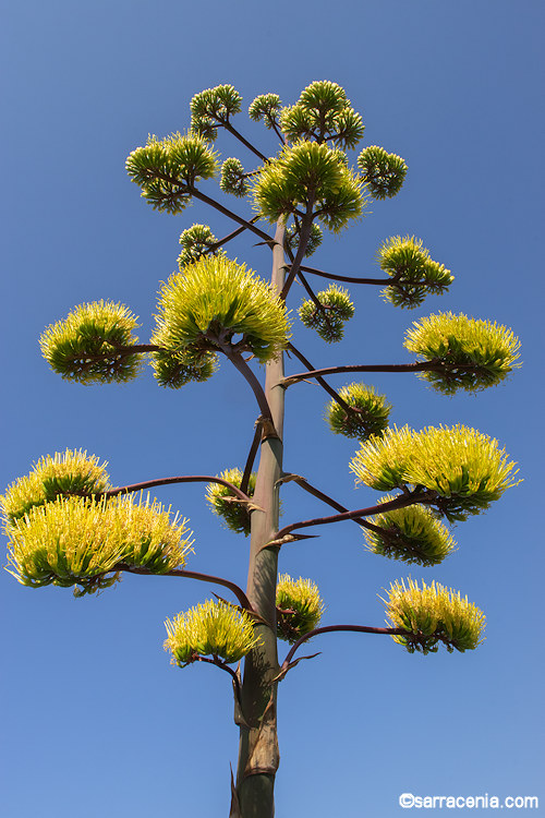 Agave parryi var. huachucensis