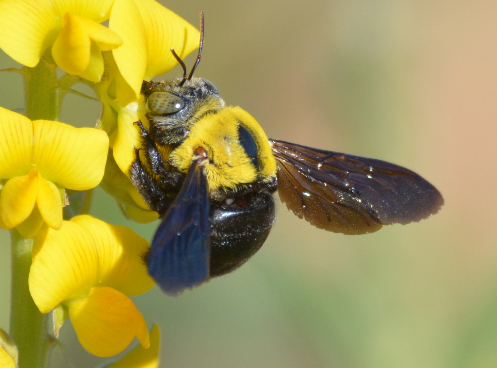 Xylocopa sp.
