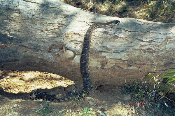 Crotalus oreganus oreganus Crotalus oreganus oreganus