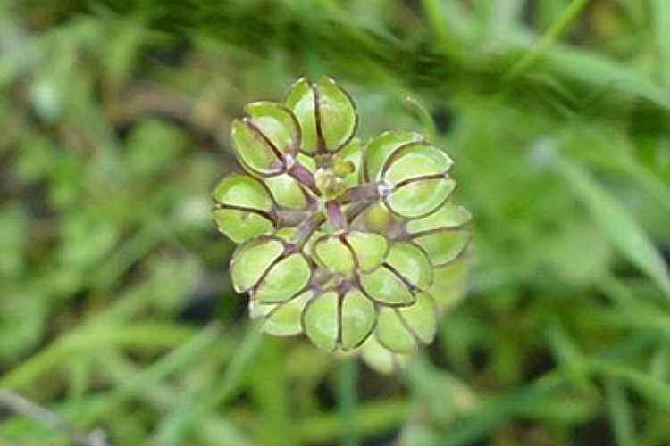 Lepidium nitidum