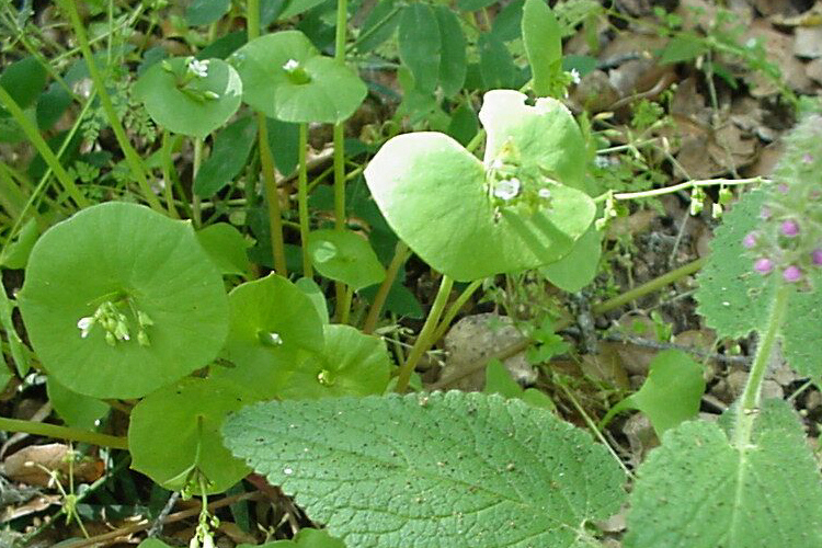 Claytonia perfoliata