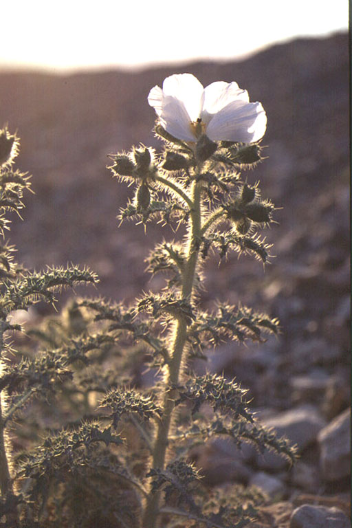 Argemone munita