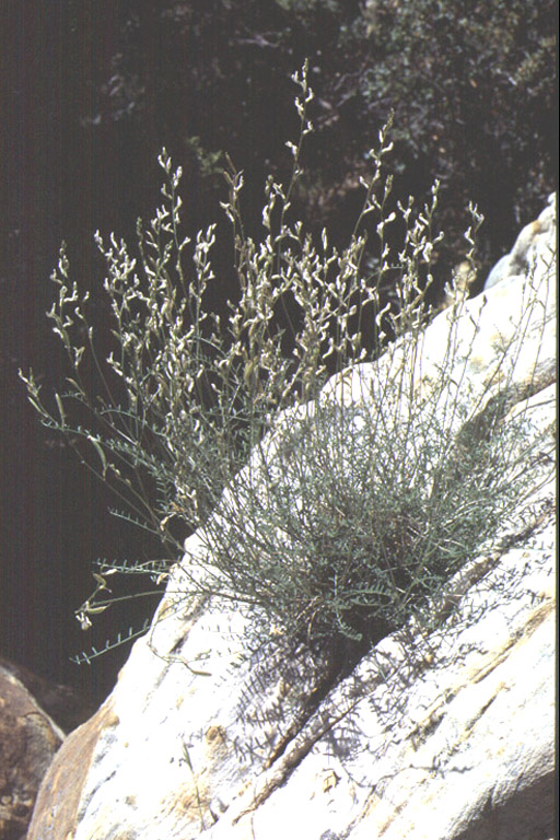 Astragalus remotus