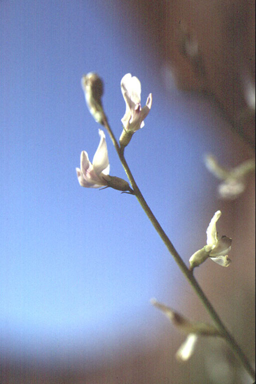 Astragalus remotus Astragalus remotus