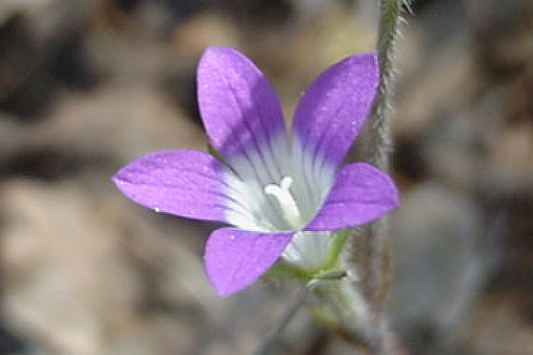 Githopsis specularioides
