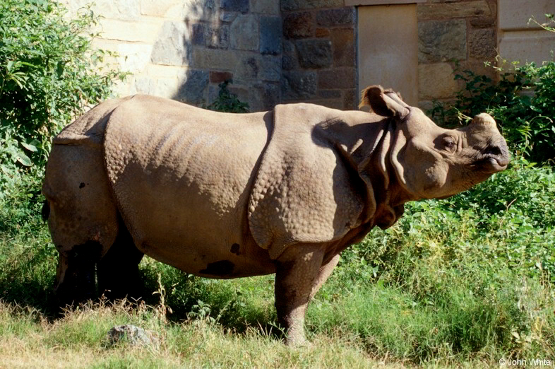 Rhinoceros unicornis