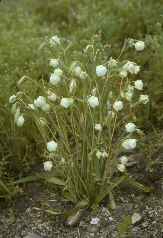 Calochortus albus