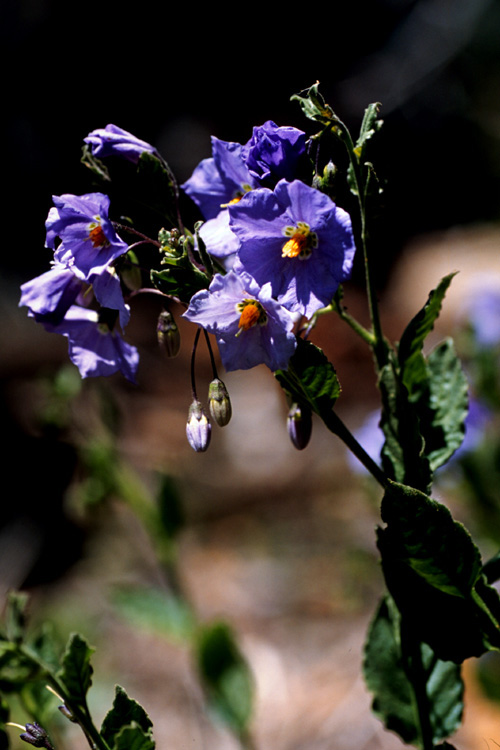 Solanum xanti