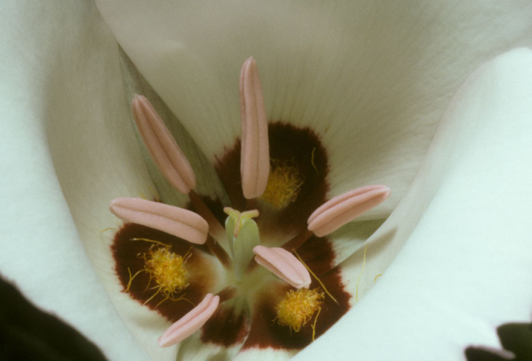 Calochortus catalinae Calochortus catalinae