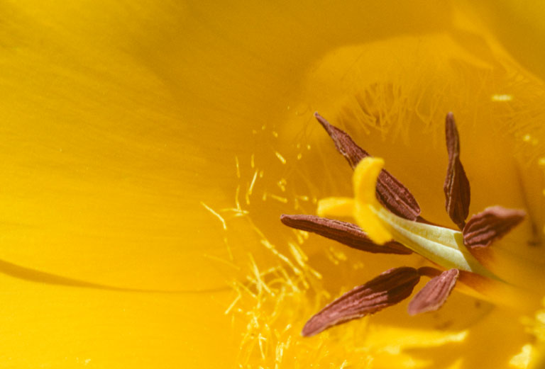 Calochortus clavatus var. pallidus Calochortus clavatus var. pallidus
