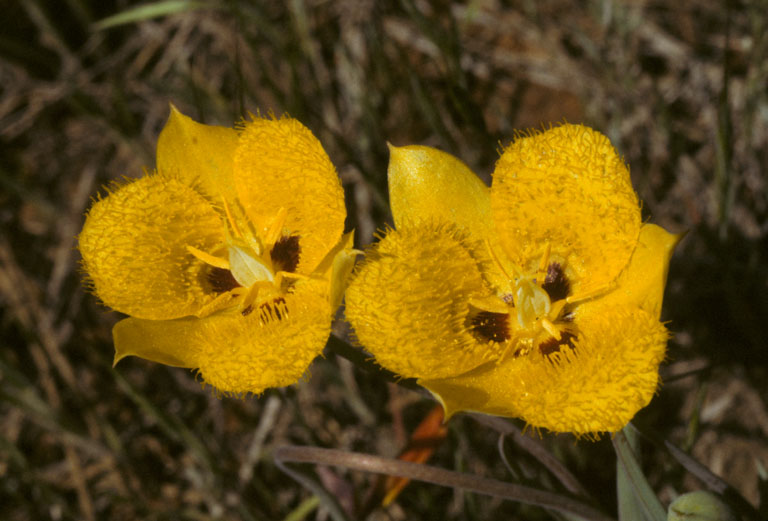 Calochortus monophyllus Calochortus monophyllus
