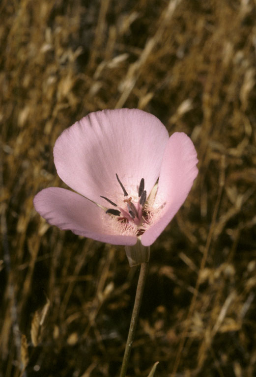 Calochortus splendens Calochortus splendens