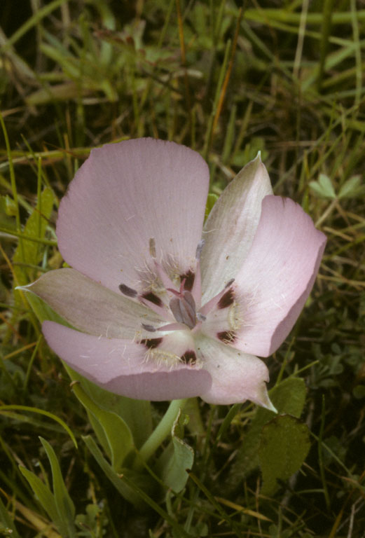 Calochortus uniflorus Calochortus uniflorus