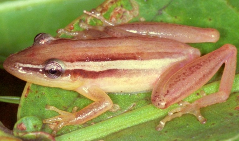 Scinax squalirostris