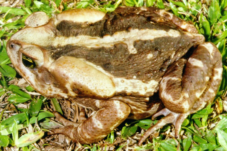 Rhinella icterica