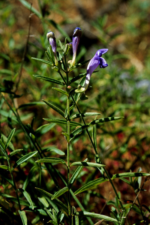 Scutellaria siphocampyloides