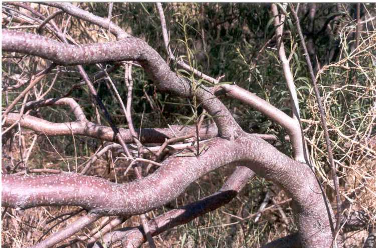 Chilopsis linearis ssp. arcuata