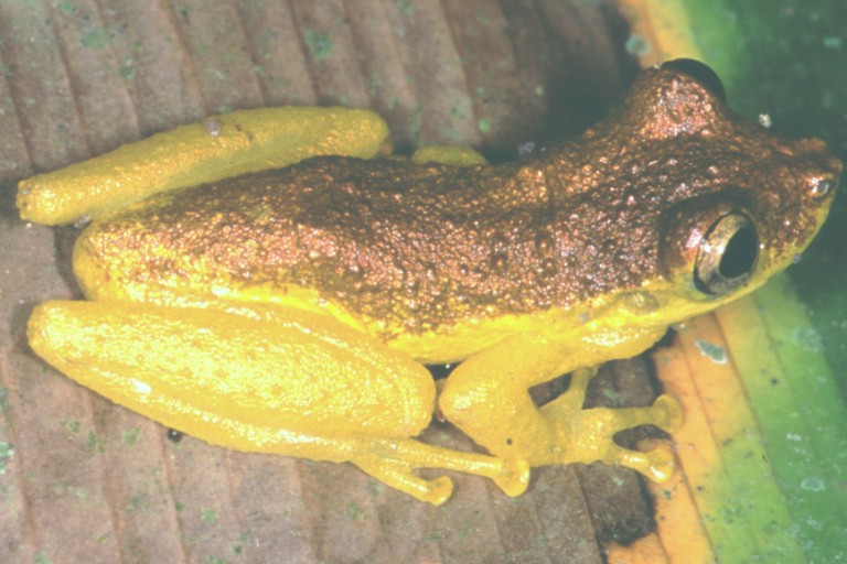 Scinax rizibilis Scinax rizibilis