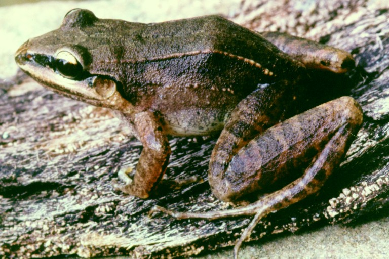 Leptodactylus notoaktites