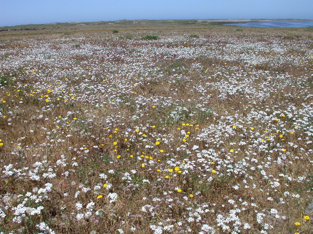 Chorizanthe valida