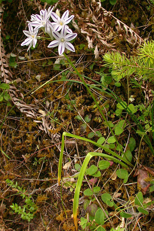 Triteleia hendersonii Triteleia hendersonii