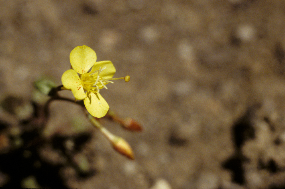 Camissonia claviformis ssp. cruciformis