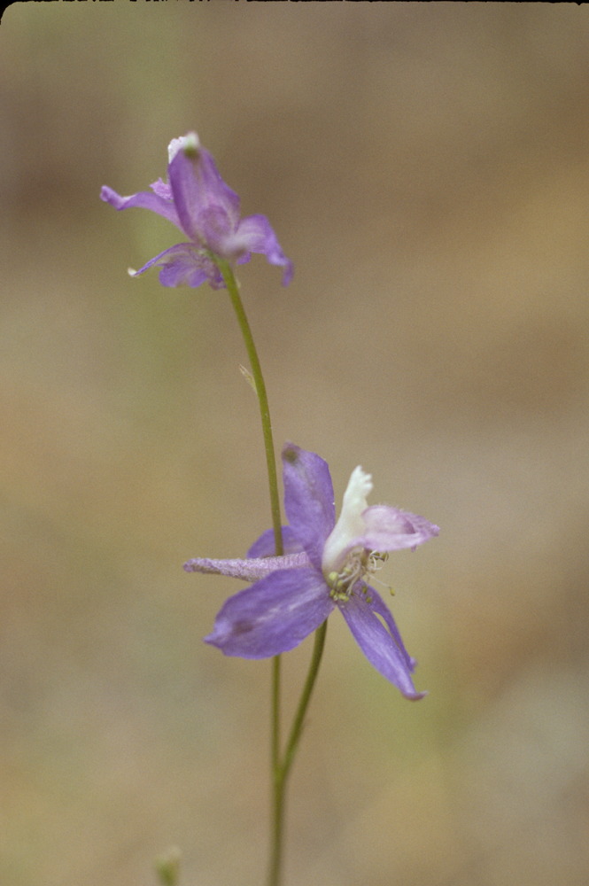 Delphinium patens ssp. montanum