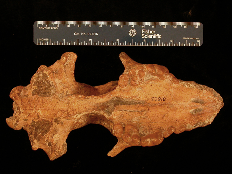 Borophagus littoralis