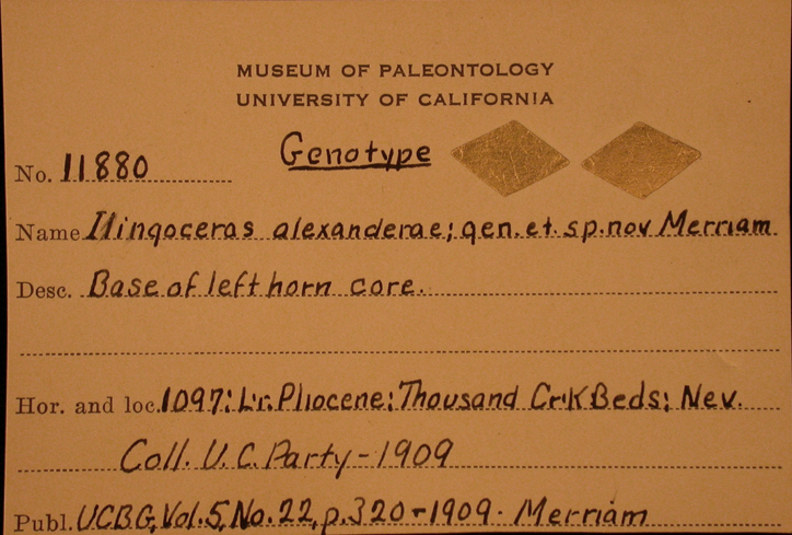 Ilingoceros alexandrae Ilingoceros alexandrae