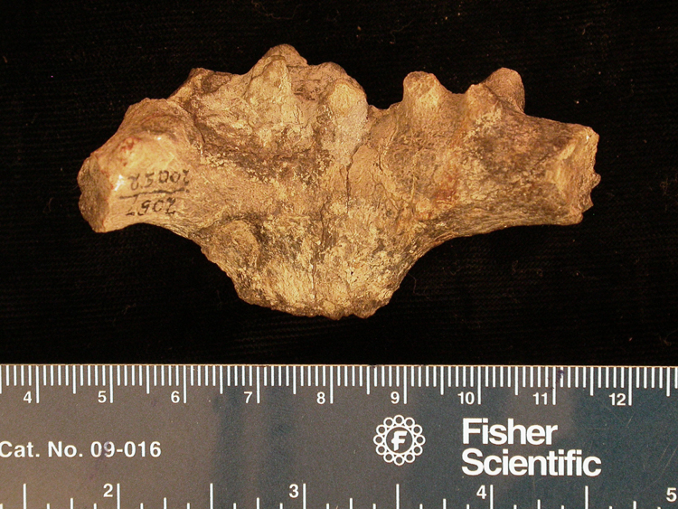 Merycodus coronatus ? genus Merycodus coronatus ? genus