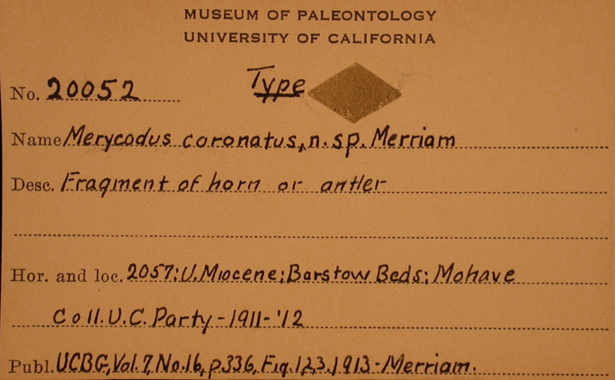 Merycodus coronatus ? genus Merycodus coronatus ? genus