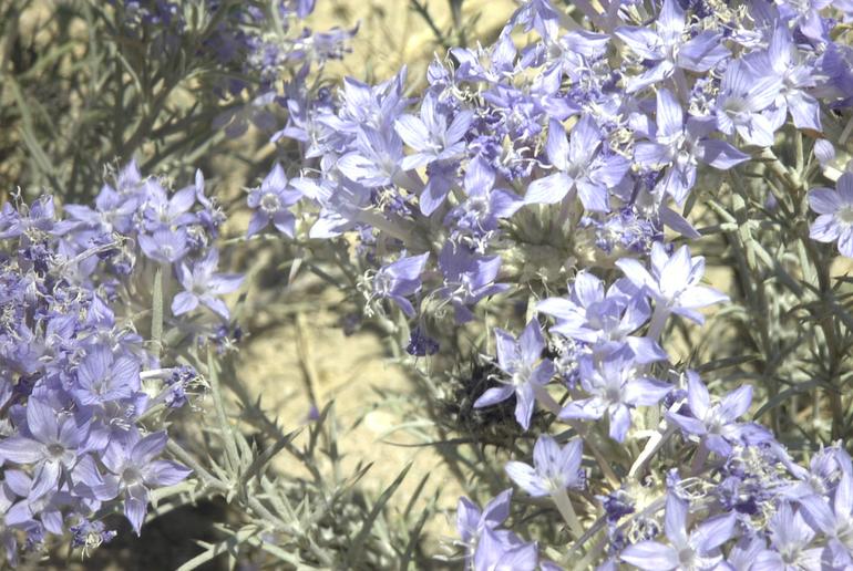 Eriastrum densifolium ssp. sanctorum Eriastrum densifolium ssp. sanctorum
