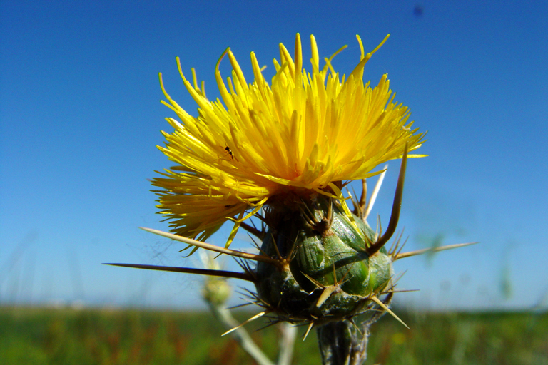 Centaurea solstitialis