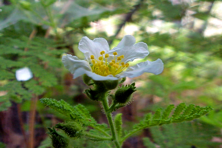 Chamaebatia foliolosa