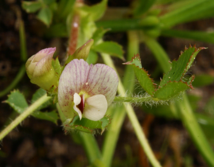 Trifolium monanthum ssp. tenerum