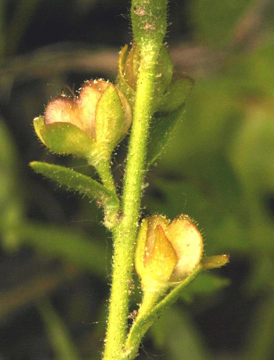 Veronica peregrina ssp. xalapensis